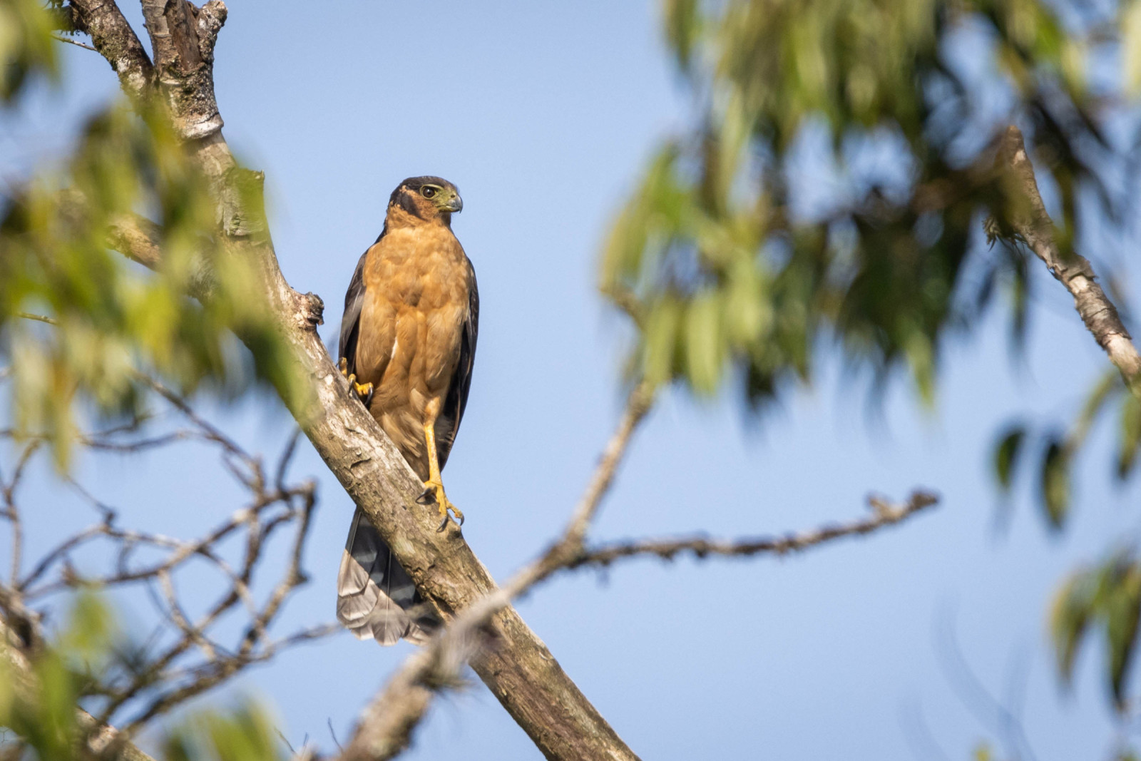 image Collared Forest-Falcon